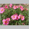 cistus_purpureus_2.jpg